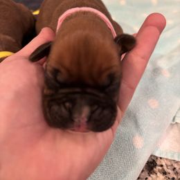 Female 4 pink - Fawn female Boxer puppy in Charleston, Arkansas from Guardian Kennels