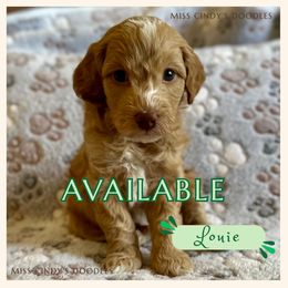Miss Cindy's Louie - Red  male Goldendoodle puppy in Temecula, California from Miss Cindy’s Doodles