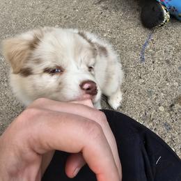Australian Shepherd Puppies from Starlit Grove Australian Shepherds