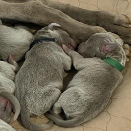 Boy Puppy From Litter - Silver gray male Weimaraner puppy in Carter, Montana from PM Weimaraners
