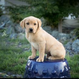 Goldendoodle and Labrador Retriever Puppies from BV Labs & Doodles