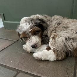 Aussiedoodle and Miniature Australian Shepherd Puppies from Puppies at The Happy Acre Farm