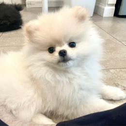 Lucia - Cream female Pomeranian puppy in Pavilion, New York from Calverton Pomeranians