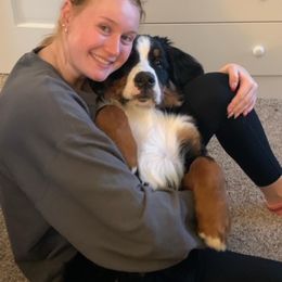 Bernese Mountain Dog Puppies from Lonesome Pine Farm