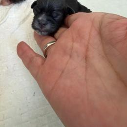 Puppy 3 - Black and white male Shih Tzu puppy in Reddell, Louisiana from TINYSHIHTZUFURU