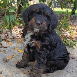 Muggins - Phantom male Bernedoodle puppy in Las Vegas, Nevada from Perfect Bernedoodles