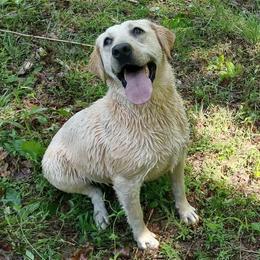 Bonnie - Labrador Retriever