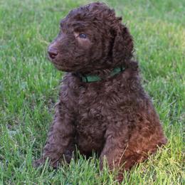 Poodle Puppies from RK'S Pets
