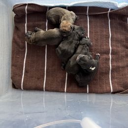 Blitzie - Black and white female French Bulldog puppy in Greenville, Texas from Big Bullies N Texas