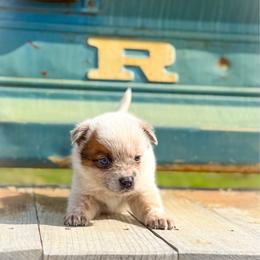 Brown collar - Red speckled male Australian Cattle Dog puppy in Spokane, Washington from 4D Cattle Dogs