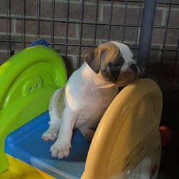 Raj - Green - Fawn brindle and white male Bulldog puppy in Krum, Texas from K & K Little Blessings