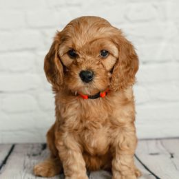 Cavapoo and Goldendoodle Puppies from Regal Doodles