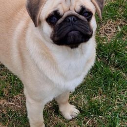 Pug Puppies from Windsor Pugs