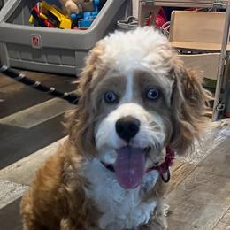 Cavapoo, Cockapoo, Goldendoodle, and Poodle All Grown Up from DoodleForever