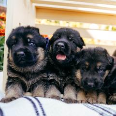 German Shepherd puppies from Sand Hill Shepherds & Setters