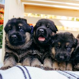 German Shepherd puppies from Sand Hill Shepherds & Setters