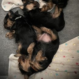 Yorkshire Terrier Puppies from Bragg’s Yorkies