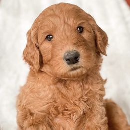 Goldendoodles from Southern Standard Doodles