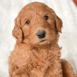 Goldendoodles from Southern Standard Doodles
