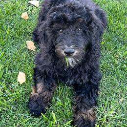 Benjamin ( Franklin) - Black male Bernedoodle puppy in Caldwell, Idaho from Treasure Valley Poodles