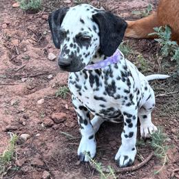 Sand Castle - White and black female Dalmatian puppy in Melrose, New Mexico from ECMO Farm Dalmatians & Labrador Retrievers