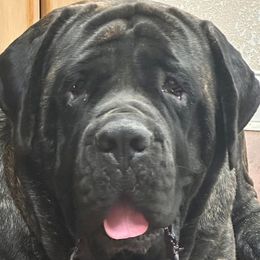 Mastiffs from Halfway Creek Farms
