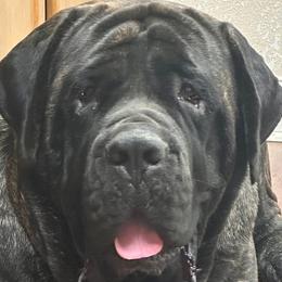 Mastiffs from Halfway Creek Farms