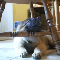 Belgian Tervuren Puppies from Beartooth Belgian Tervuren