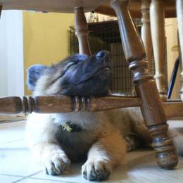 Belgian Tervuren Puppies from Beartooth Belgian Tervuren