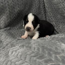 Gilly - Black tri female Miniature Australian Shepherd puppy in Murfreesboro, Tennessee from Skye’s Waggin’ Aussies
