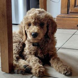 Poodles from Auburn Red Standard Poodles