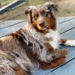 Tessa - Miniature Australian Shepherd