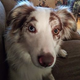 Australian Shepherds from BJ's Aussie