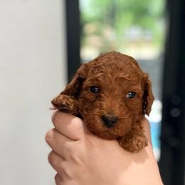 Biscotti - Red  male Goldendoodle puppy in Miami, Florida from Haus of Pawz