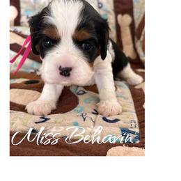 Miss Behavin' - Tri-color female Cavalier King Charles Spaniel puppy in Mystic Islands, New Jersey from Mystic Cavaliers LLC