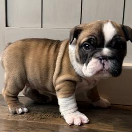 Sherry - Red and white female Bulldog puppy in Salem, Illinois from Itsabulldogthing