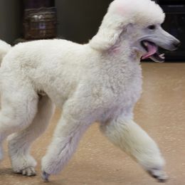 Poodles from Kokoro
