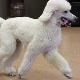 Poodles from Kokoro