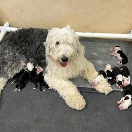 Old English Sheepdog Puppies from Heavinly Blessings Farm Pups - Old English Sheepdog Puppies