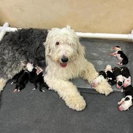 Old English Sheepdog Puppies from Heavinly Blessings Farm Pups - Old English Sheepdog Puppies