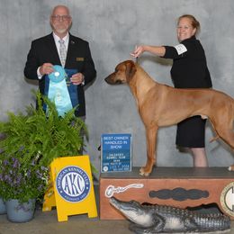 Rhodesian Ridgeback All Grown Up from Zanata Rhodesian Ridgebacks
