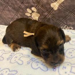 MIRA- CKC REGISTERED FULL RIGHTS - Black and tan female Dachshund puppy in Elizabethtown, Kentucky from Teeny Tiny Puppy Tails