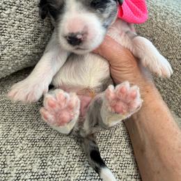 Rasberry - Blue merle female Bernedoodle puppy in Curtice, Ohio from The Pink Doghouse
