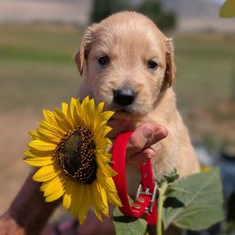 Mr. Brahma - Golden male Golden Retriever puppy in Cody, Wyoming from Bliss Creek Goldens