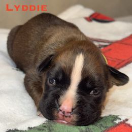Lyddie - Fawn female Boxer puppy in Cicero, New York from MK Boxer Haven of CNY