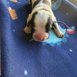 Arwin - White and brown female Saint Bernard puppy in Ramona, California from Buendias Ranch Saint Bernards & Bernese Mountain Dogs