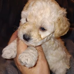 Male - Wheaten male Miniature Schnauzer puppy in Shoshone, Idaho from Debra Kruse's Miniature Schnauzers