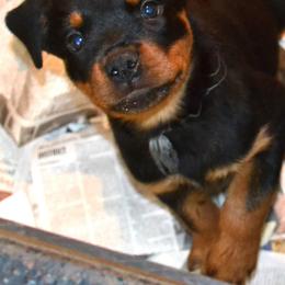 Gray collar male - Black and mahogany male Rottweiler puppy in Dawson Springs, Kentucky from Lakeview Rottweilers