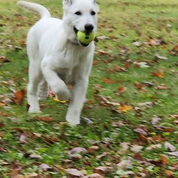 Orange Girl - White female Berger Blanc Suisse puppy in New Castle, Pennsylvania from Thornvalley White Swiss Shepherds