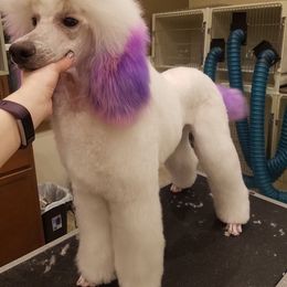 Poodle Puppies from McJare's Puppy Palace